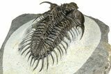 Spiny Comura Trilobite - Ofaten, Morocco #363018-4